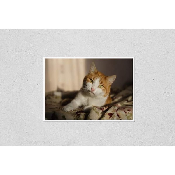 HardPress Wall Art Poster Print of Red Cat Basking in The Sun. Red Tabby Cat Basking in The Sun in The Room. Ginger Cat Sleeping on Soft Blanket, Cozy Home and Relax Concept, Cute Red or Ginger Cat.