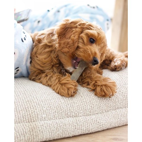 Nylabone Flex Chew Moderate Dog Chew Toy Bone, Chicken Flavor, Medium/Wolf (1 Count)