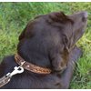 Genuine Leather Braided Studded Dog Collar, Brown 1.25" Wide. Fits 16"-20.5" Neck.