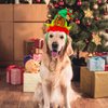 Whaline 2Pcs Holiday Dog Headbands Christmas Pet Costumefor Headwear Elf Hairband Head wear for Cat Dog Puppy, Fluffy Head Wrap with Bow, Red Green