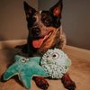 SmartPetLove Tender-Tuffs Easy Grab - Small Squeaky Soft Plush Starfish Dog Toy - Great for Puppies and Adult Dogs