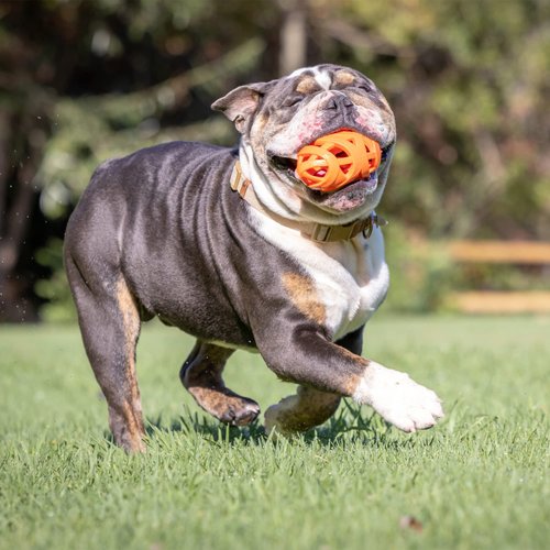 Chuckit! Air Fetch Football Dog Toy, Orange