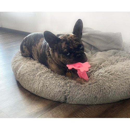 AZ Micro Mini Pigs Peanut Butter Chew Toy or Tooth Paste Dental Stick Pet Toy (Pink)