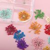 LPOne 2 Boxes 3D Nail Mini Dried Flowers Sticker Nail Art Resin Craft DIY,Real Natural Dried Flowers, Five Petal Flower Leaf Gypsophila Dry Flower Nail Art Decoration Kits., box 5.12 x 1.97 inches