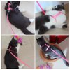 2 Pack Rabbit Harness Leash - Persuper Bunny Cat Leash Adjustable Soft Nylon Small Animal Harness Set for Walking Running Outdoor Use with Safe Bell for Puppy Dog, Pig, Kitten, Ferret, Mini Pet