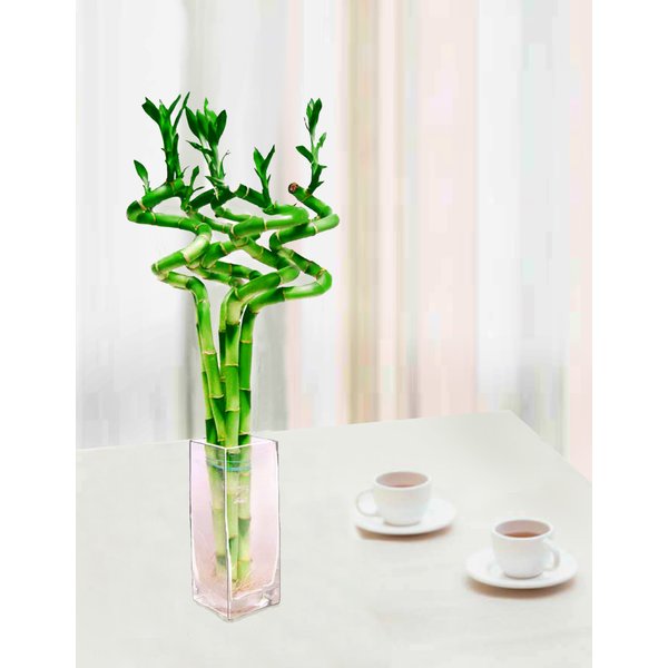 Lucky Bamboo- 5 Stem (15" Curly) w/ 10"H Clear Glass Vase