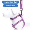 Pawtitas 6 FT Solid Color Leash for Puppy Leash Dog Leash Comfortable Handle Dog Training Leash 6 ft Dog Leash Extra Small Dog Leash/Small Dog Leash Orchid Dog Leash