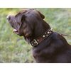 Genuine 1.6" Wide Thick Leather Studs Dog Collar Brown. Fits 19"-24" Neck, Rottweiler, Pit Bull.