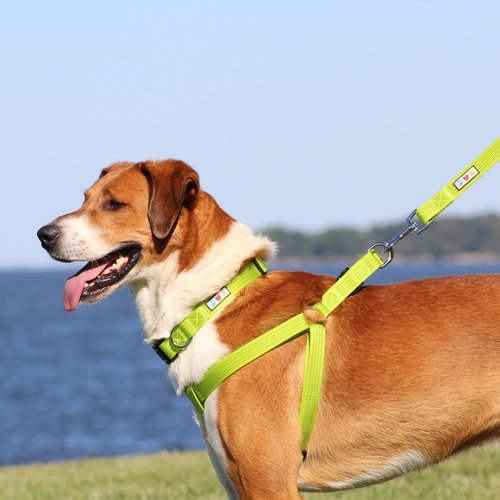 Pawtitas Dog Harness Medium Sized Dog Green Dog Harness Step in from a Senior Dog to a Puppy Harness Adjustable Reflective Dog Harness S Reflective Dog Vest