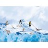 Polar and Sea Animals Figurines Playset 16 Pcs, Detailed Bear, Whale Figures, Walrus, Penguin Toy Set, Cake Toppers Birthday Gift for Kids