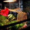 PINVNBY Bearded Dragon Hammock Lizard Natural Seagrass Habitat Reptile Tank Accessories Jungle Climber Vines Flexible Leaves Decor for Climbing Chameleon Hermit Crabs Gecko Snakes