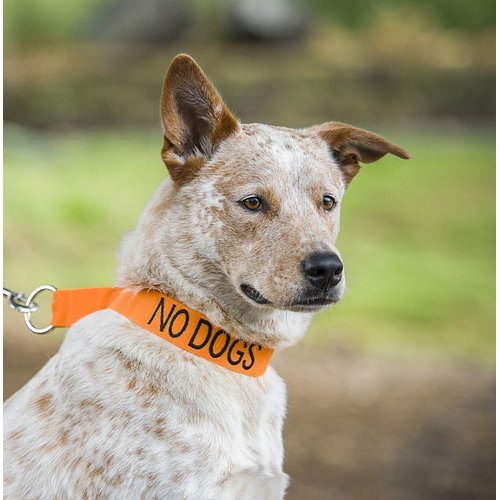 NO DOGS Orange Color Coded Semi-Choke Dog Collar (Not Good with Other Dogs) Prevents Accidents by Warning Others of Your Dog in Advance
