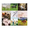 Animal Electronic Ehermometer Pet Thermometer Digital Thermometer is a Fast Rectal Thermometer for Dogs,Horse, Cats, Pigs,Sheep