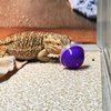 CooShou 6Pcs Lizard Bearded Dragon Feeding Toys Ball Reptile Food Toys Ball Lizard Interactive Toys for Bearded Dragon, Lizard, Gecko and Small Animals
