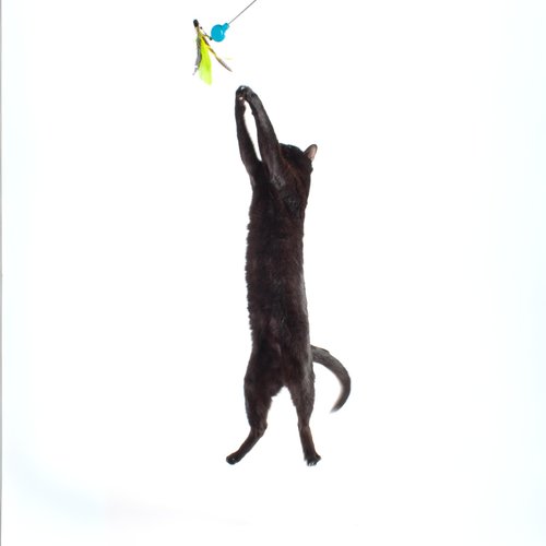 Jackson Galaxy Gotcha! Feather Wand Toy Attachment - Interactive Wand Toy, Feather Refill