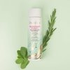 Pacifica Clarifying Shampoo – Rosemary Purify Invigorating Shampoo w/Soothing Mint for Detoxing Hair & Scalp Build-Up, Sulfate & Silicone Free - Vegan & Cruelty-Free Dermatologist Tested