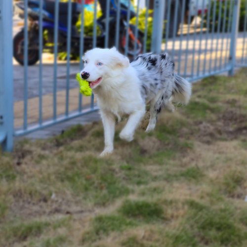 VIMIGOO Natural Rubber Dog Bones Toy,Dog Toys for Aggressive Chewers, Dog Teeth Cleaning Dog Toothbrush ToyInteractive Tough Durable Dog Toys