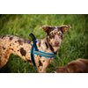 ComfortFlex Sport Harness - American Made No Pull XSmall Dog Harness - Padded, Reflective No Rub Harness for Walking & Running - XSmall, Mariner Blue