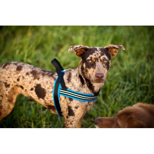 ComfortFlex Sport Harness - American Made No Pull XSmall Dog Harness - Padded, Reflective No Rub Harness for Walking & Running - XSmall, Mariner Blue