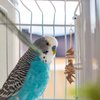 Bird Wood Chew Toy, Bird Parakeets Chewing Toys Bird Chew Toys Bite Resistant Relieve Boredom Hanging Chewing Toys for Parrots