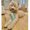 Nestpark Tumbler Cup Funny Dog Toy - Parody Plush Squeaky Crinkle Dog Toy (Mint Green)