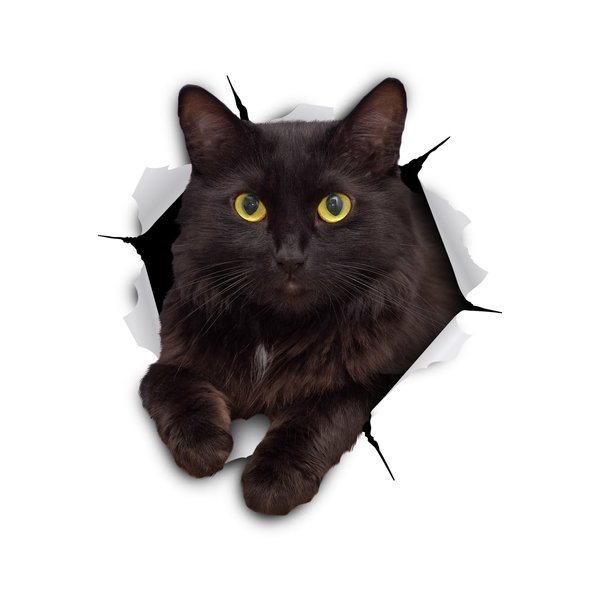 Winston & Bear 3D Cat Stickers - 2 Pack - Black Cat Wall Decals - Cat Wall Stickers for Bedroom - Fridge - Toilet - Car - Retail Packaged