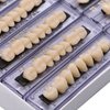 RZJZGZ Dental Synthetic Resin Tooth Denture False Teeth for Halloween Horror Teeth 23 A3(56 Pcs/2Set)