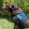WORKINGSERVICEDOG.COM Please Pet Me - Sew On Patch for Service Dog Vest or Harness