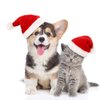 4 Pieces Dog Santa Hat Christmas Pet Hats Pet Costumes for Dogs Cats Christmas Supplies