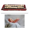 56 Pcs False Teeth Dental Complete Acrylic Resin Denture Teeth, 2 Set Whole Teeth Synthetic Polymer Denture Tooth, 23 Shade A2 Upper + Lower Dental Materials for Replacement, DIY, or Halloween