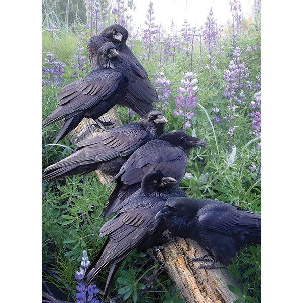 Cobble Hill 1000 Piece Puzzle - Raven Rendezvous - Sample Poster Included