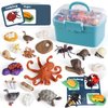 Life Cycle Toys for Kids - Life Science Education Kits: Ladybug, Ants, Goose, Land Turtle, Snail, Octopus - 24 Pieces Animal Models STEM Learning Toys for 3-10 Year Old