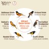 Nature's Way OFP1 All-in-One Oriole Buffet Bird Feeder, Orange