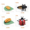 Montessori Life Cycle Animal Figures with Flash Cards, Realistic Animal Figurines Toy, Animal Match Set with Butterfly Frog Ladybug, Educational Matching Game for 3+ year old Toddlers Kids (Ladybug)