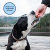 Natural Balance Limited Ingredient Mini-Rewards Salmon Grain-Free Dog Training Treats for Dogs | 5.3-oz. Canister, Brown