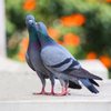 DOX-Tyl Tablets for Pigeons, for Pigeons, Canary, Finches, Parakeet, Cockatiels, Parrots, Cage Small Birds, and Aviary Birds