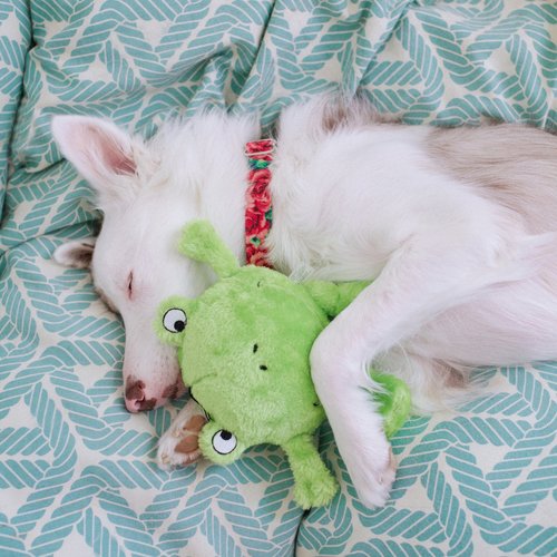 ZippyPaws Brainey Squeaky Plush Dog Toy, Frog