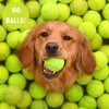 100 Used Tennis Balls for Dogs - Support USA Tennis Ball Recycling NonProfit: Bulk Tennis Balls for Dogs, Tennis Balls for Dogs Bulk, Dog Tennis Balls Bulk, Tennis Balls Bulk for Dogs (100 Balls)