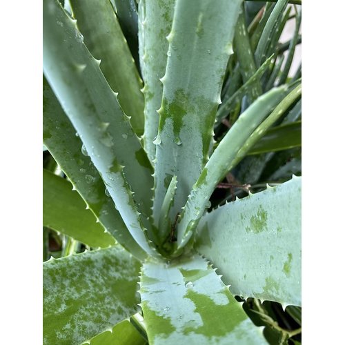 GG Skin Care LLC Eye Cream