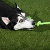 Tumbo Tough Tug Rope Dog Toy - (Green 5 ft Long Strong and Durable Rope Pull Toy with Handle) TUG of WAR Dog Toy