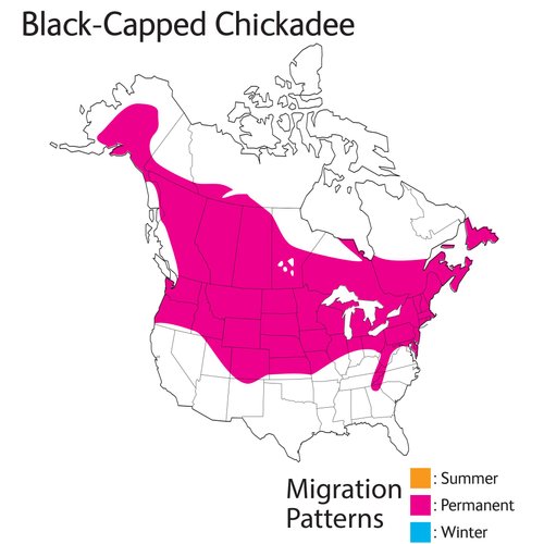 Wild Republic Audubon Birds Black-Capped Chickadee Plush with Authentic Bird Sound, Stuffed Animal, Bird Toys for Kids & Birders