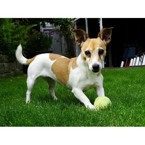 Iconikal 12-Pack Dog Fetch Pet Toy Bulk Tennis Balls for Small Dogs and Cats, Green, Standard Size