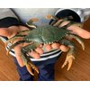 Gemini&Genius Crabs Animal Figures Marine Animal Toys Sea Animal Action Figures Ocean Model Toy Stocking Stuffers, Role Play, Swim, Bath Toys for Kids