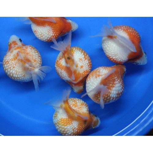 Pearl Scale 3 Pack Live sm Goldfish for Aquarium Fish Tank or Pond