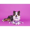 ZippyPaws - Spencer The Crinkle Monkey Dog Toy, Squeaker and Crinkle Plush Toy - Purple, Small