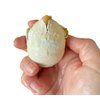 1 Hatch a Turtle Ocean Animal Grow in Water - Add Water and it Grows up to 4" - Sea Critter Toy Bath Fun Science Expanding Novelty Magic Absorbent Polymer Toy