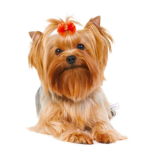 Senniea 60PCS Pet Hair Bows, Puppy Dog Bows with Rubber Bands, 20pcs with Drills and 40 pcs Pure Yarn Handmade Pet Hair Grooming Attachments with Rubber Bands (Rubber Bands)