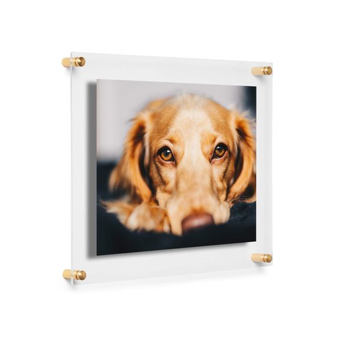 COOL MODERN FRAMES 8x10" Clear Double Panel Floating Acrylic Picture Frame Display with Gold Hardware for Displaying Art and Photos on Wall