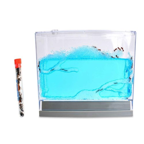 Live Blue Gel Ant Habitat Shipped with 25 Live Ants Now (1 Tube of Ants)