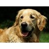 Dean and Tyler Wire Basket Muzzle, Size No. 8 - Golden Retriever